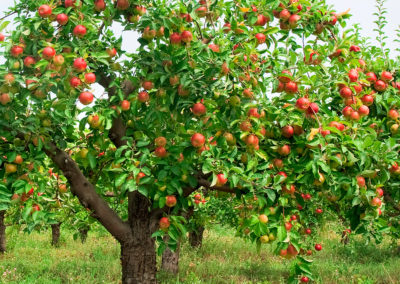 AppleTtree